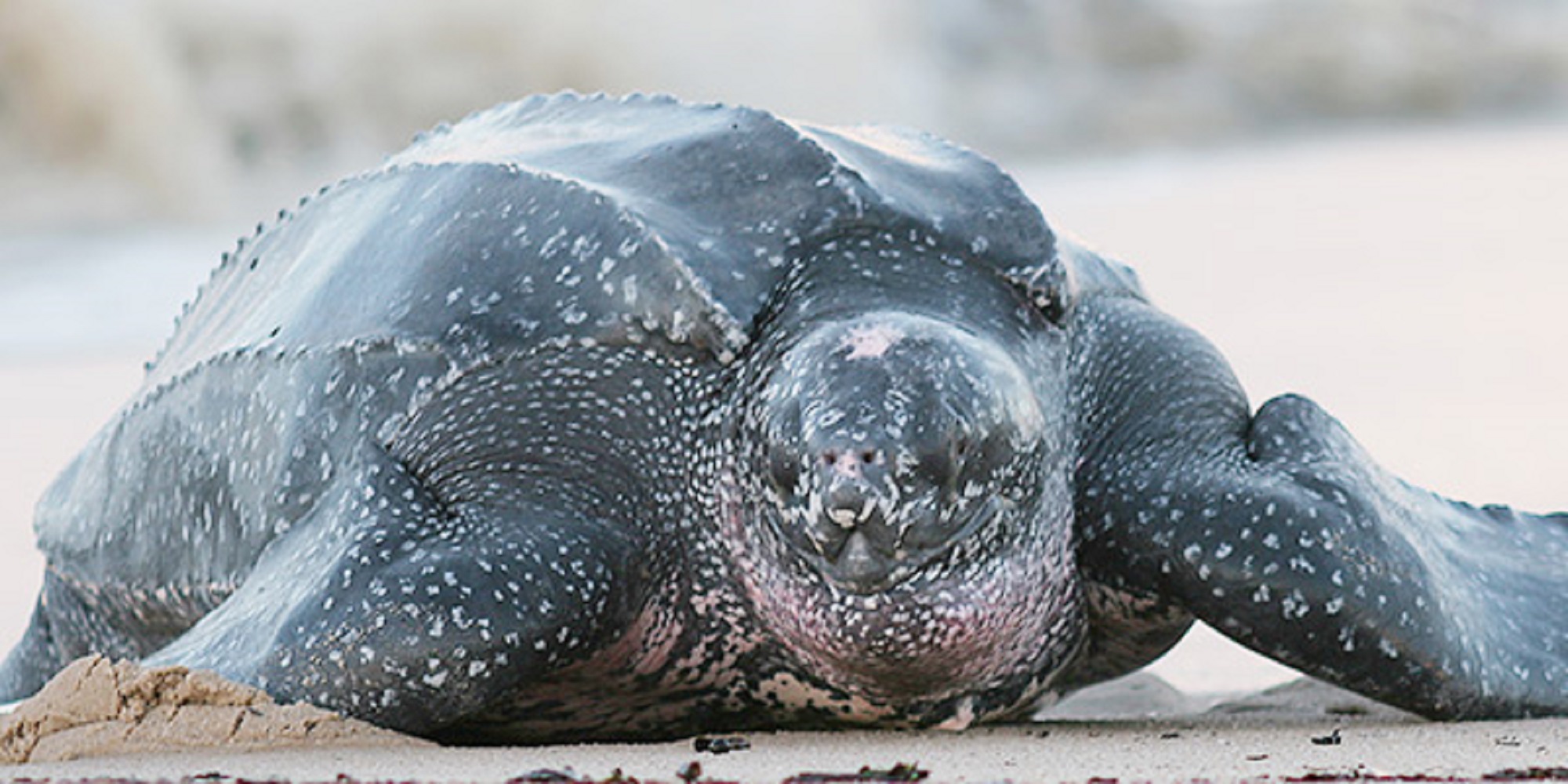 Wildlife Spotlight on the Endangered Giant Leatherback Turtle One 