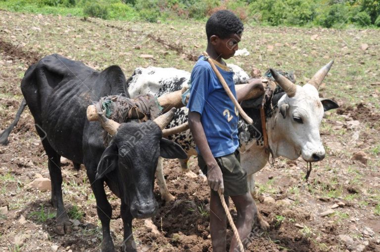 enhancing-food-security-livelihoods-in-nigeria-through-subsistence