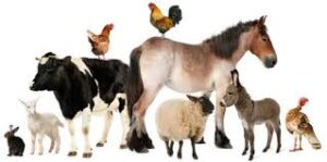livestock animals