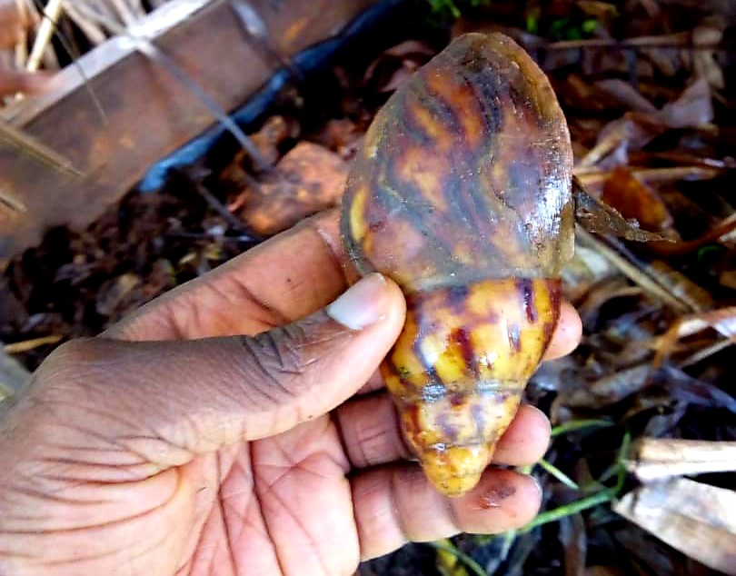 African Giant Snail (Achatina fulica)