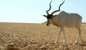 Addax Antelop