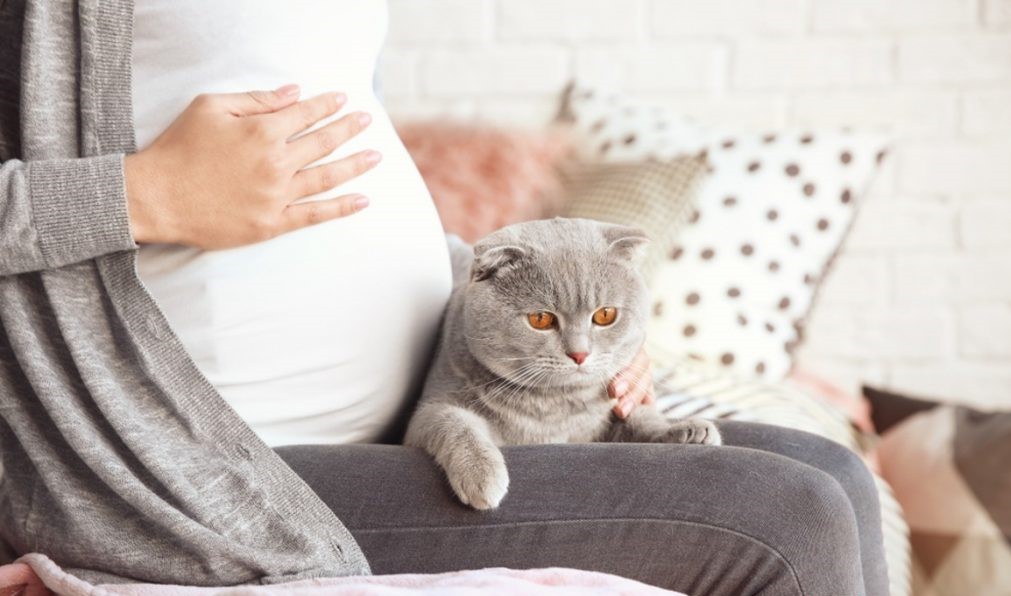 Cats, Toxoplasmosis and Pregnancy