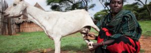 Woman Pastoralist in Borana, Ethiopia