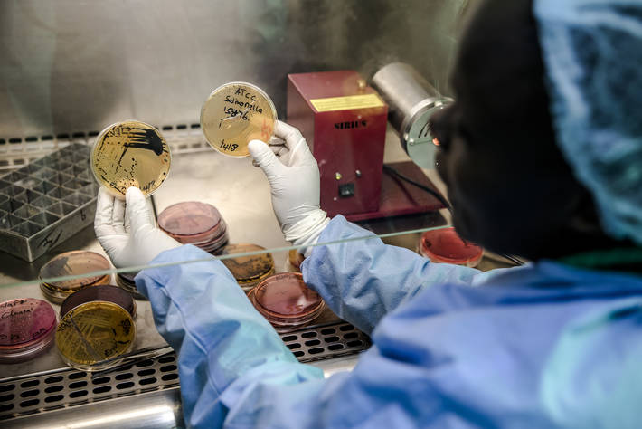 A member of the AMR Surveillance Pilot Study among chicken layering farmers within Kiambu County analyzes samples in a laboratory in Nairobi, Kenya.