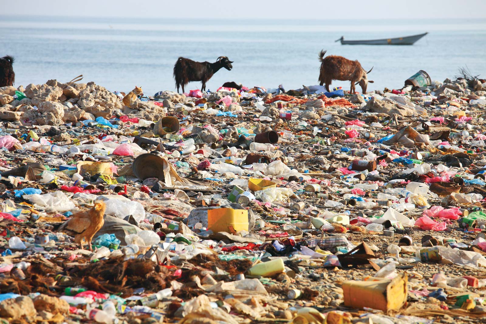 Waste and Plastic pollution with animals scavenging