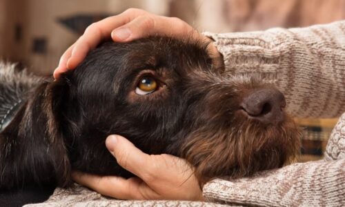 Hidden Stress The Impact Of Leadership On Animal Health - 8suqhpi