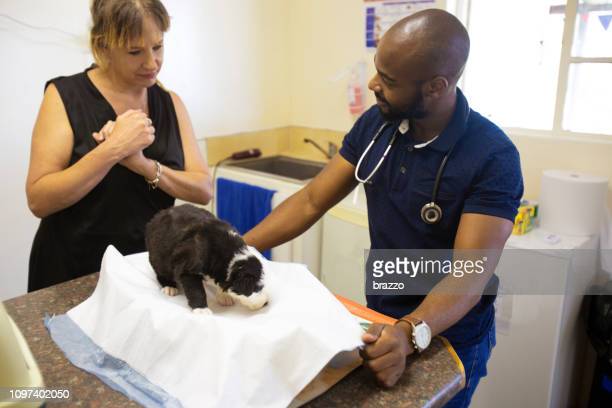 veterinarian and one health education