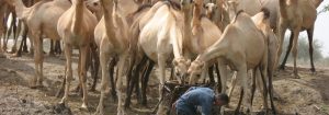 camels drinking water