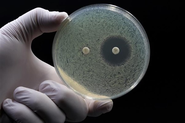Petri dish showing Antimicrobial resistance
