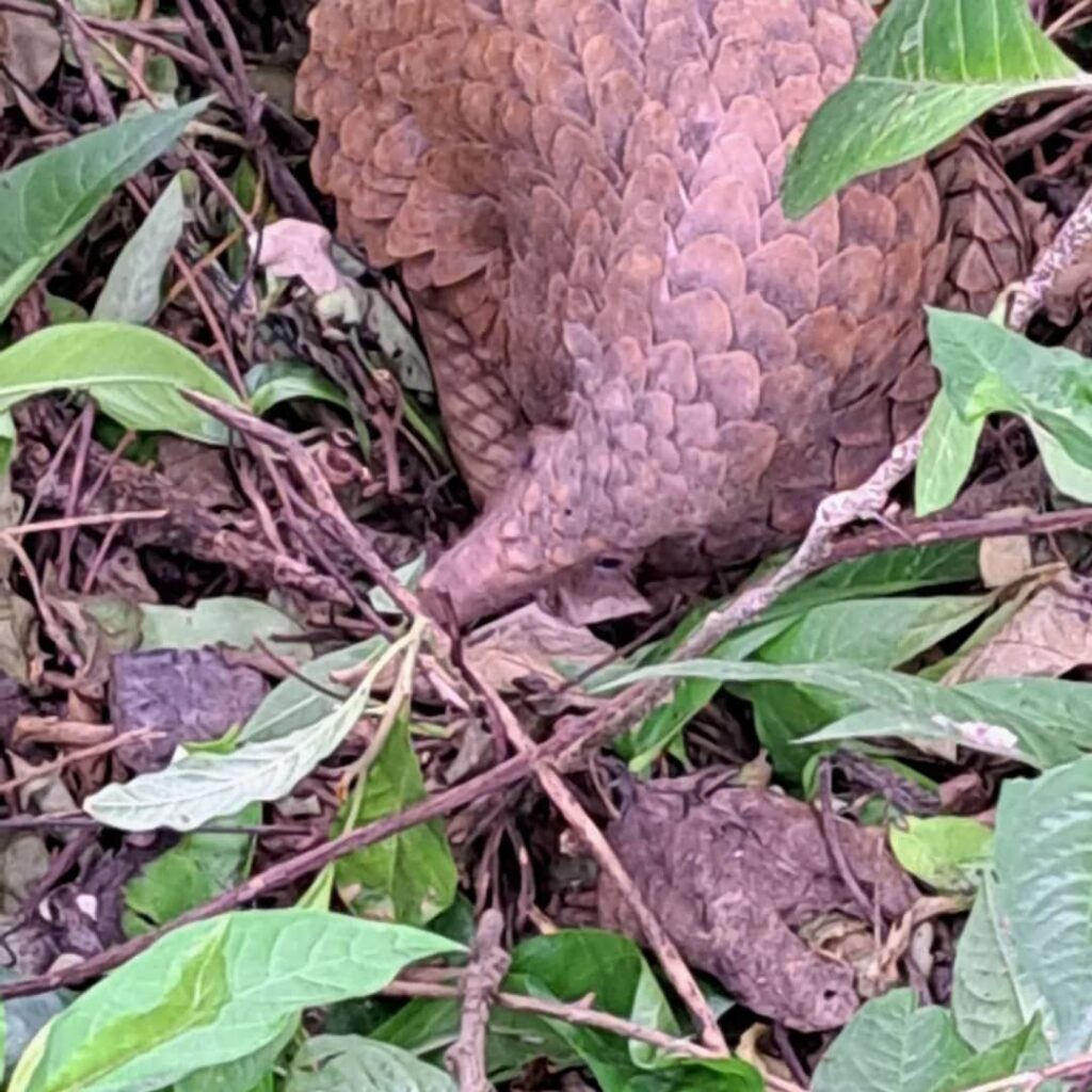 Pangolin Rescue, Rehabilitation, and Release,