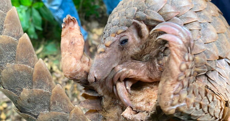 Rescued, Rehabilitated, and Released: Giving Pangolins a Second Chance at Life