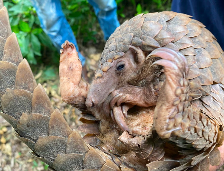 Rescued, Rehabilitated, and Released: Giving Pangolins a Second Chance at Life