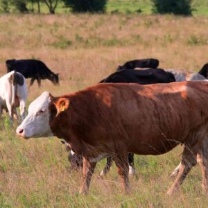 Climate Change and Animal Disease