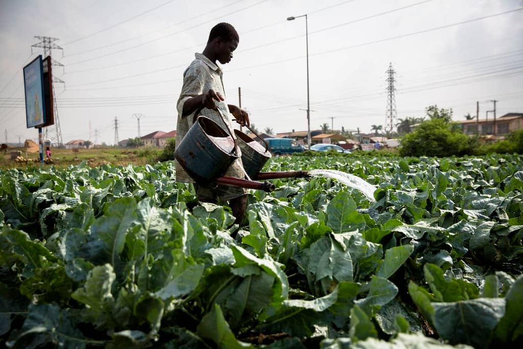 urban-agriculture