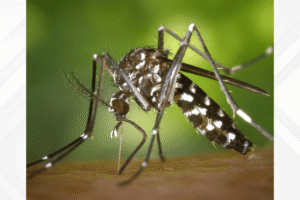 Mosquito sucking blood