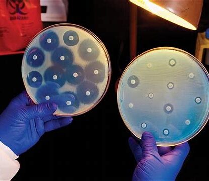 Petri dishes showing AMR