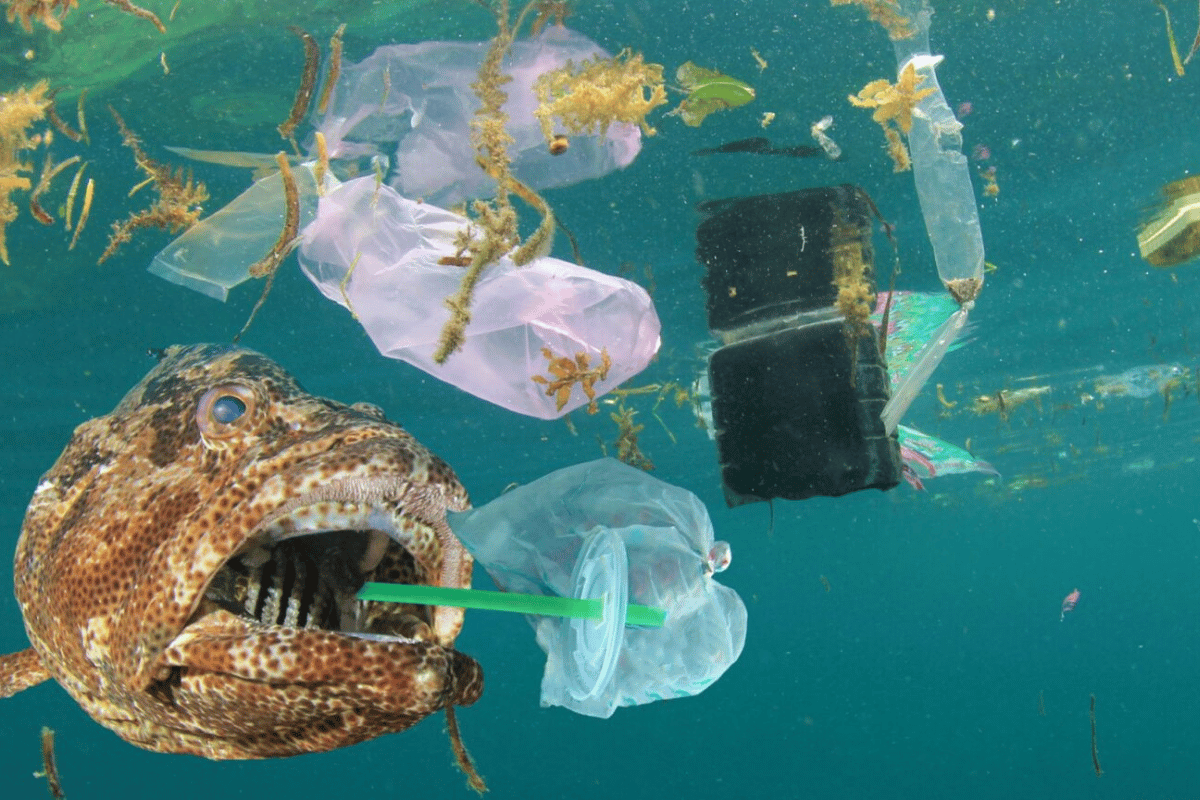 Microplastics, a hidden threat to marine life