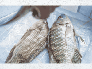 Tilapia Fish